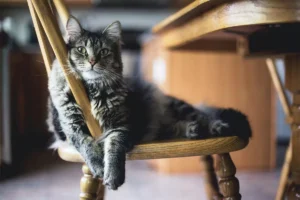 Cat sitting on a chair