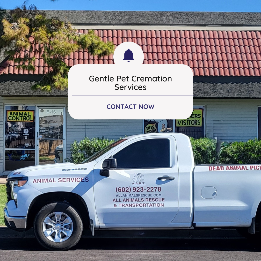 Exploring Pet Cremation And Burial Options - Cremate Or Bury?