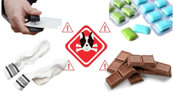 Mkae home safe place for pets