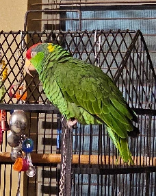 Bird cremation Phoenix