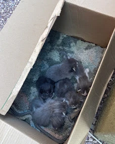 Small dark-furred pet lying on a towel inside a cardboard box.